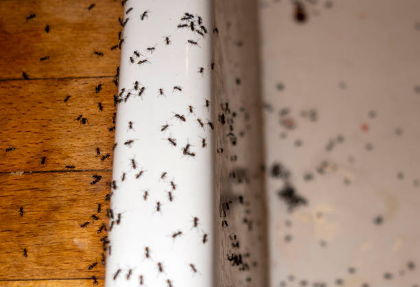 Best Cockroach Control Services  in Thornton, CO