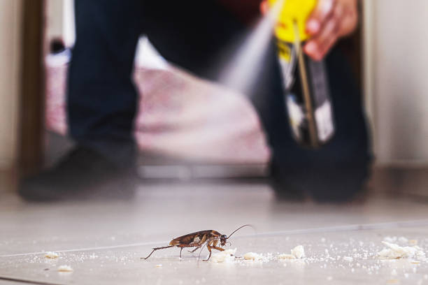 Reliable Thornton, CO Pest Control Solutions